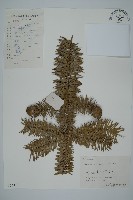 杉木藏品圖，第1張