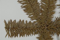 杉木藏品圖，第4張