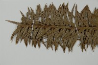 杉木藏品圖，第5張