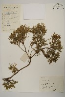 檜柏藏品圖，第1張