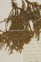 檜柏藏品圖，第3張