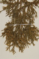 檜柏藏品圖，第4張