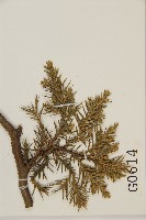 檜柏藏品圖，第5張