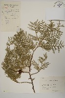 側柏藏品圖，第1張