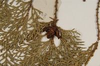 側柏藏品圖，第3張