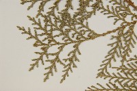 側柏藏品圖，第4張
