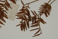 臺灣紅豆杉藏品圖，第3張