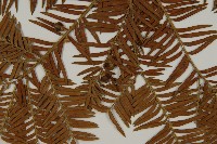 臺灣紅豆杉藏品圖，第4張