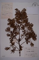 東北紅豆杉藏品圖，第1張