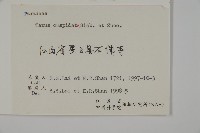 東北紅豆杉藏品圖，第2張