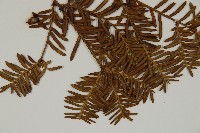 東北紅豆杉藏品圖，第3張