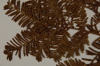 東北紅豆杉藏品圖，第4張