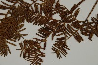東北紅豆杉藏品圖，第5張