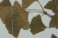 銀杏藏品圖，第3張