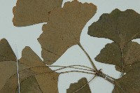 銀杏藏品圖，第4張