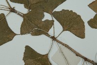 銀杏藏品圖，第5張