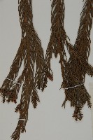 柳杉藏品圖，第4張