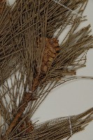 黑松藏品圖，第4張