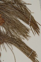 黑松藏品圖，第5張