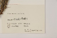 馬尾松藏品圖，第2張