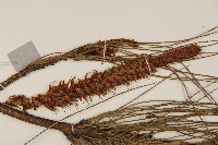 馬尾松藏品圖，第3張