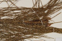 馬尾松藏品圖，第4張