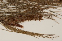 馬尾松藏品圖，第5張