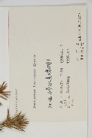 刺柏藏品圖，第2張