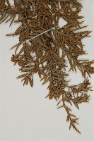 刺柏藏品圖，第3張