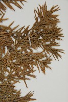 刺柏藏品圖，第4張