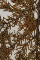 刺柏藏品圖，第5張