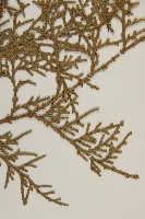 側柏藏品圖，第3張