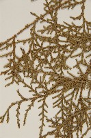 側柏藏品圖，第5張