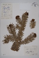 杉木藏品圖，第1張