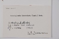 杉木藏品圖，第2張