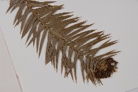 杉木藏品圖，第3張