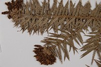 杉木藏品圖，第4張