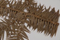 杉木藏品圖，第5張