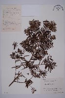 東北紅豆杉藏品圖，第1張