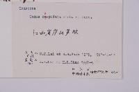 東北紅豆杉藏品圖，第2張