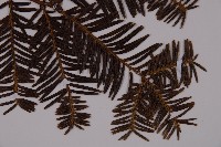 東北紅豆杉藏品圖，第3張