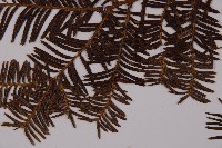 東北紅豆杉藏品圖，第4張