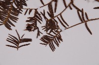 東北紅豆杉藏品圖，第5張