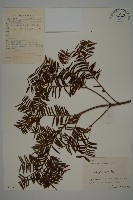 臺灣紅豆杉藏品圖，第1張