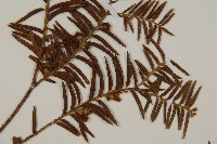 臺灣紅豆杉藏品圖，第3張