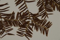 臺灣紅豆杉藏品圖，第4張