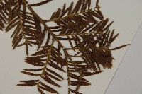 臺灣紅豆杉藏品圖，第5張