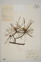 臺灣二葉松藏品圖，第1張