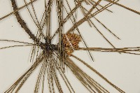 臺灣二葉松藏品圖，第3張