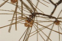 臺灣二葉松藏品圖，第4張